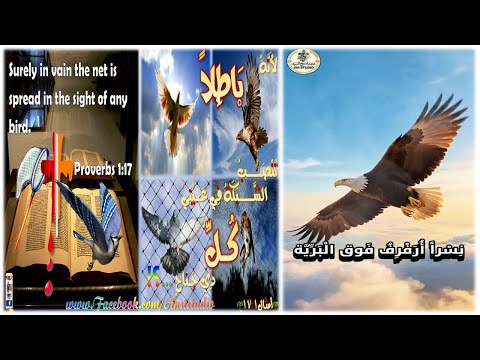 Flutter above the wilderness ll أرفرف فوق البرية ((جوناثان جرجس فخري))